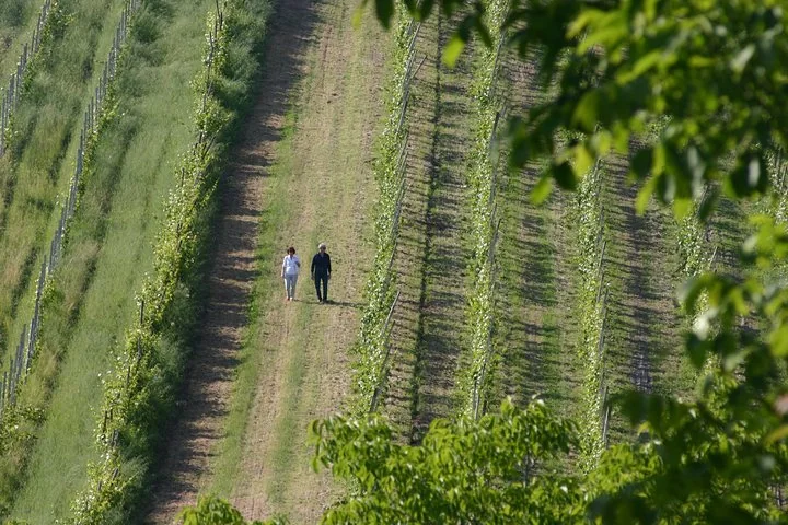 Veduta aerea di due persone che camminano tra i filari di vite sulle colline di Parma